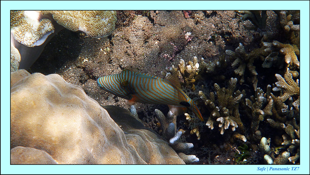 2012 - 07 - Dauin Sanctuary 51